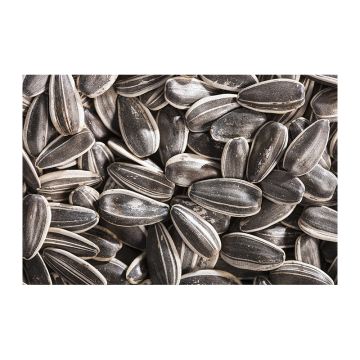 Ηλιόσπορος 700gr