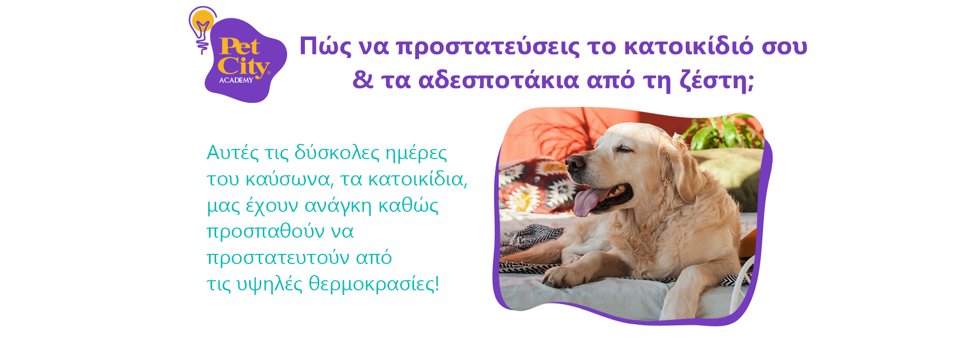 tips zestis