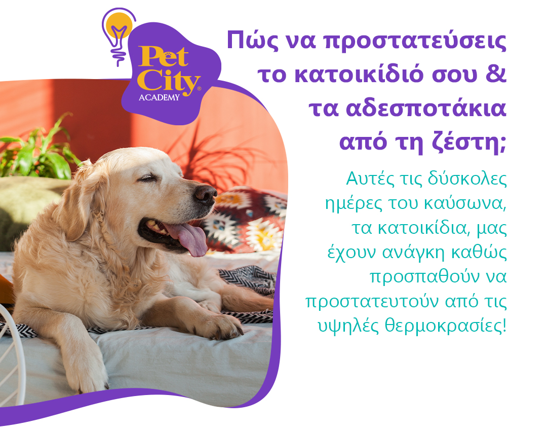 tips zestis