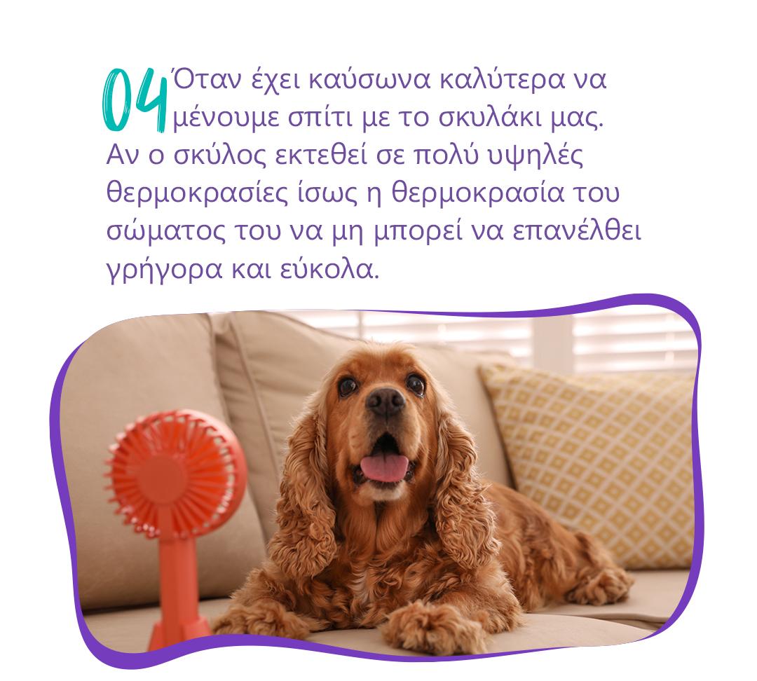 tips zestis