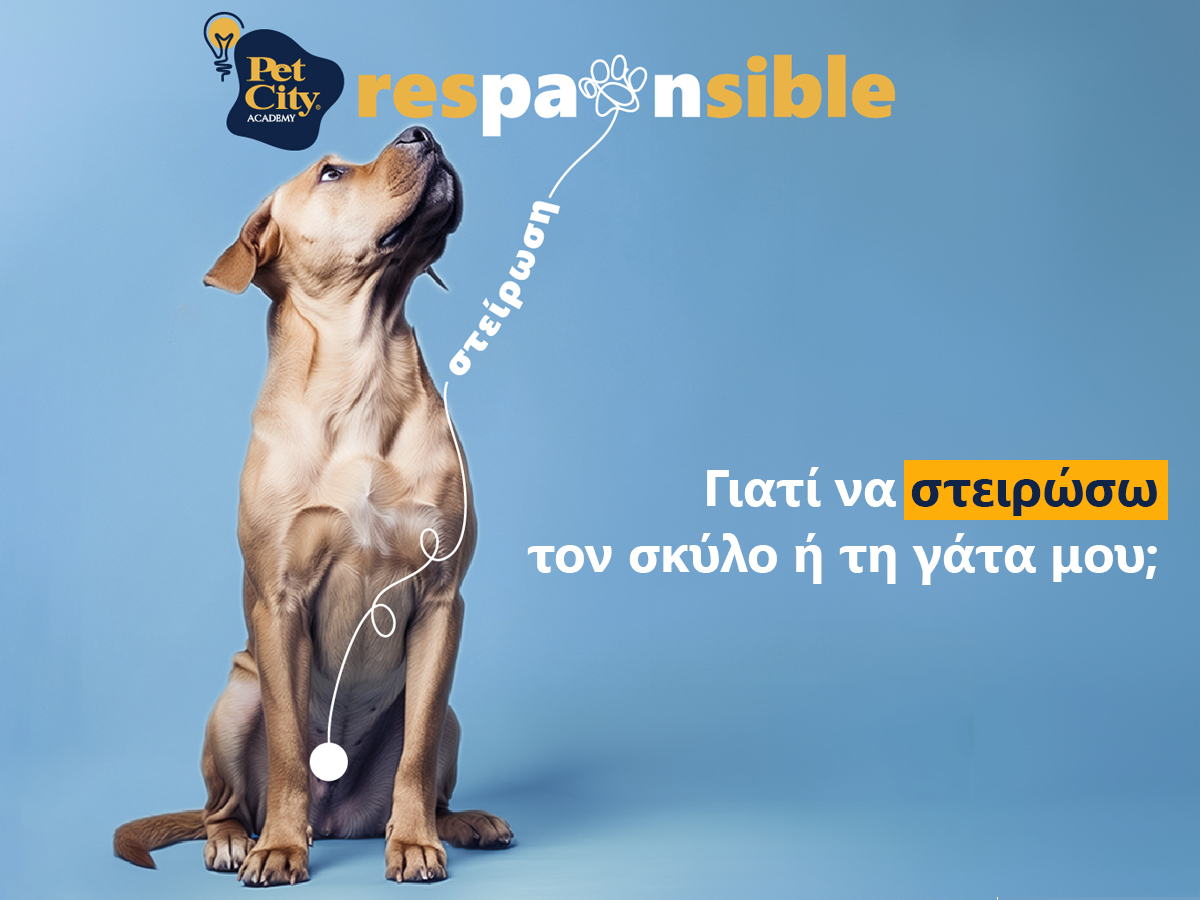 Γιατί να στειρώσω τον σκύλο ή τη γάτα μου;