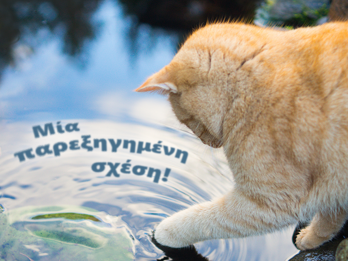Γάτα & νερό: μια παρεξηγημένη σχέση!