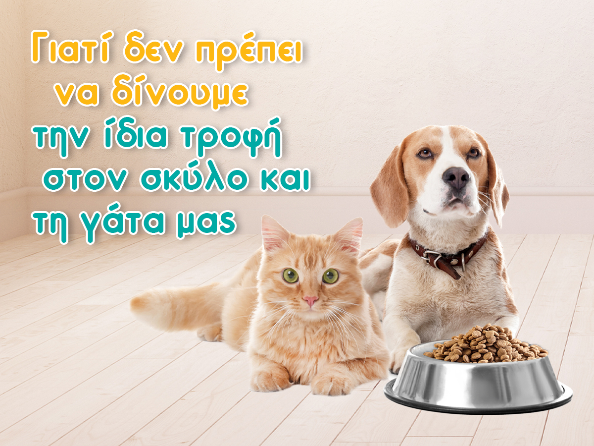 Σκύλος & γάτα: Μπορούν να τρώνε την ίδια τροφή;