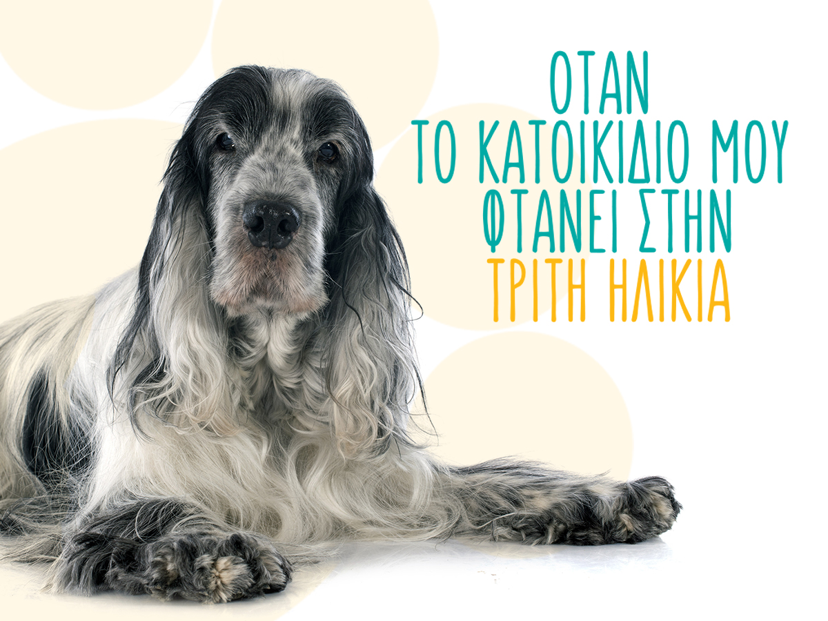 Φροντίζοντας σωστά το ηλικιωμένο κατοικίδιό μου