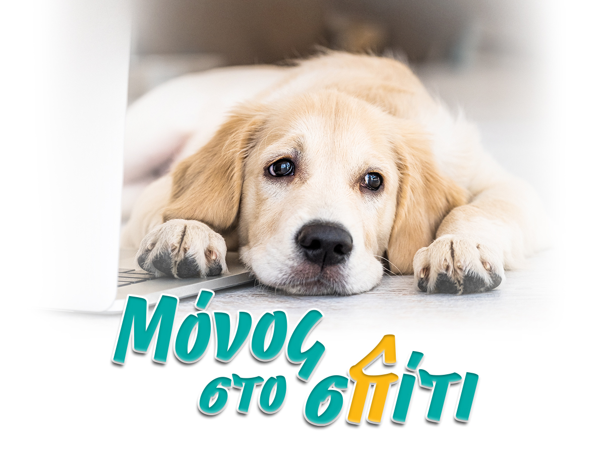 Μπορώ να αφήσω τον σκύλο μου μόνο στο σπίτι;