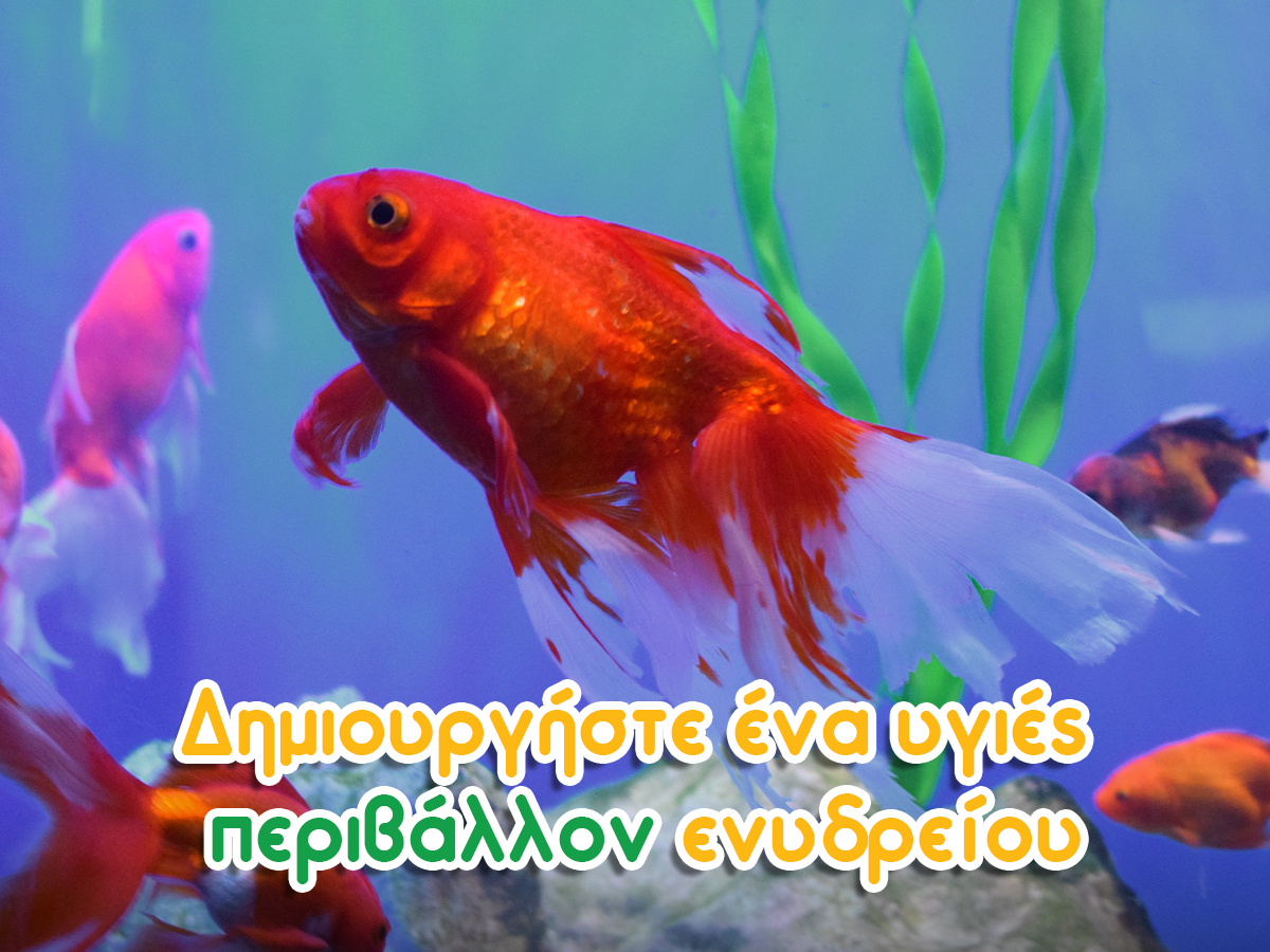 Προστασία των ψαριών από ασθένειες