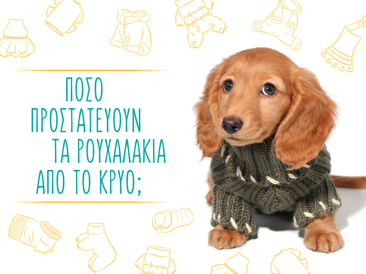 Πόσο απαραίτητα είναι τα ρούχα για τους σκύλους;