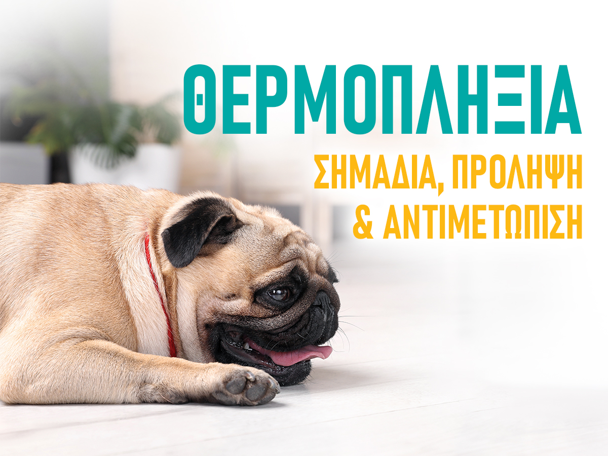 Θερμοπληξία: πρόληψη & αντιμετώπιση