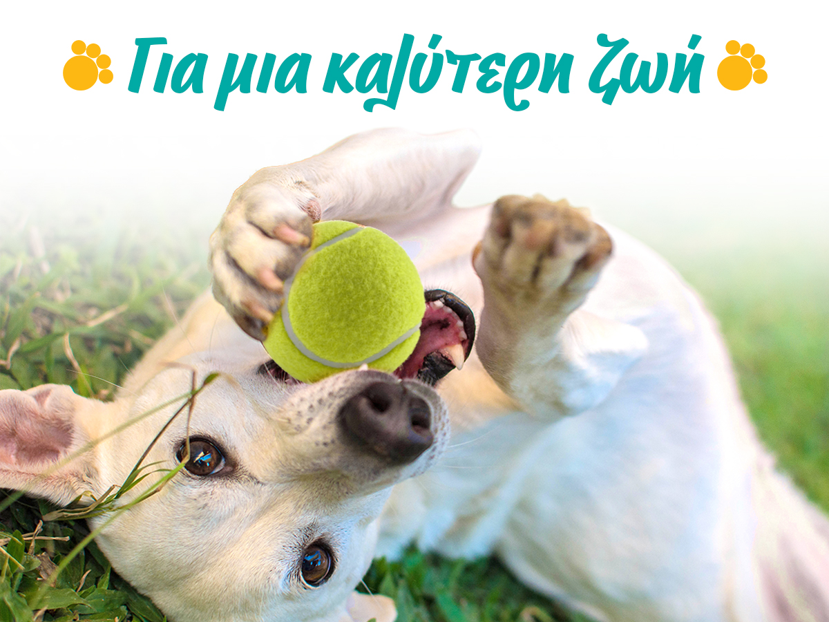 Η ιδανική ζωή ενός κατοικιδίου