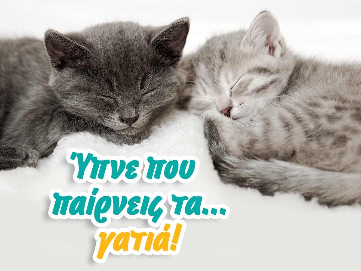 Ύπνε που παίρνεις τα... γατιά!
