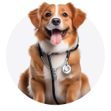 &Kappa;&lambda;&iota;&nu;&iota;&kappa;έ&sigmaf; &Tau;&rho;&omicron;&phi;έ&sigmaf; &Sigma;&kappa;ύ&lambda;&omicron;&upsilon;